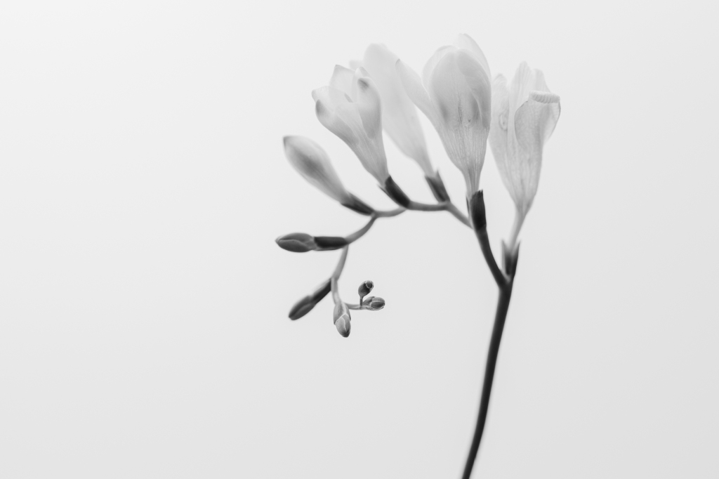White Freesia Floral Bloom - Flower Portrait - Brenda Landrum Creative Studio Castle Pines, Colorado