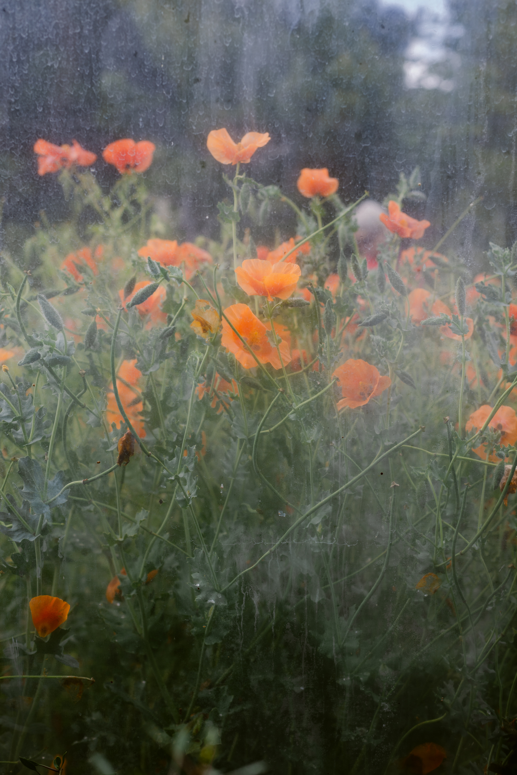 Orange poppies through a greenhouse photographed by Floral Photographer Brenda Landrum.