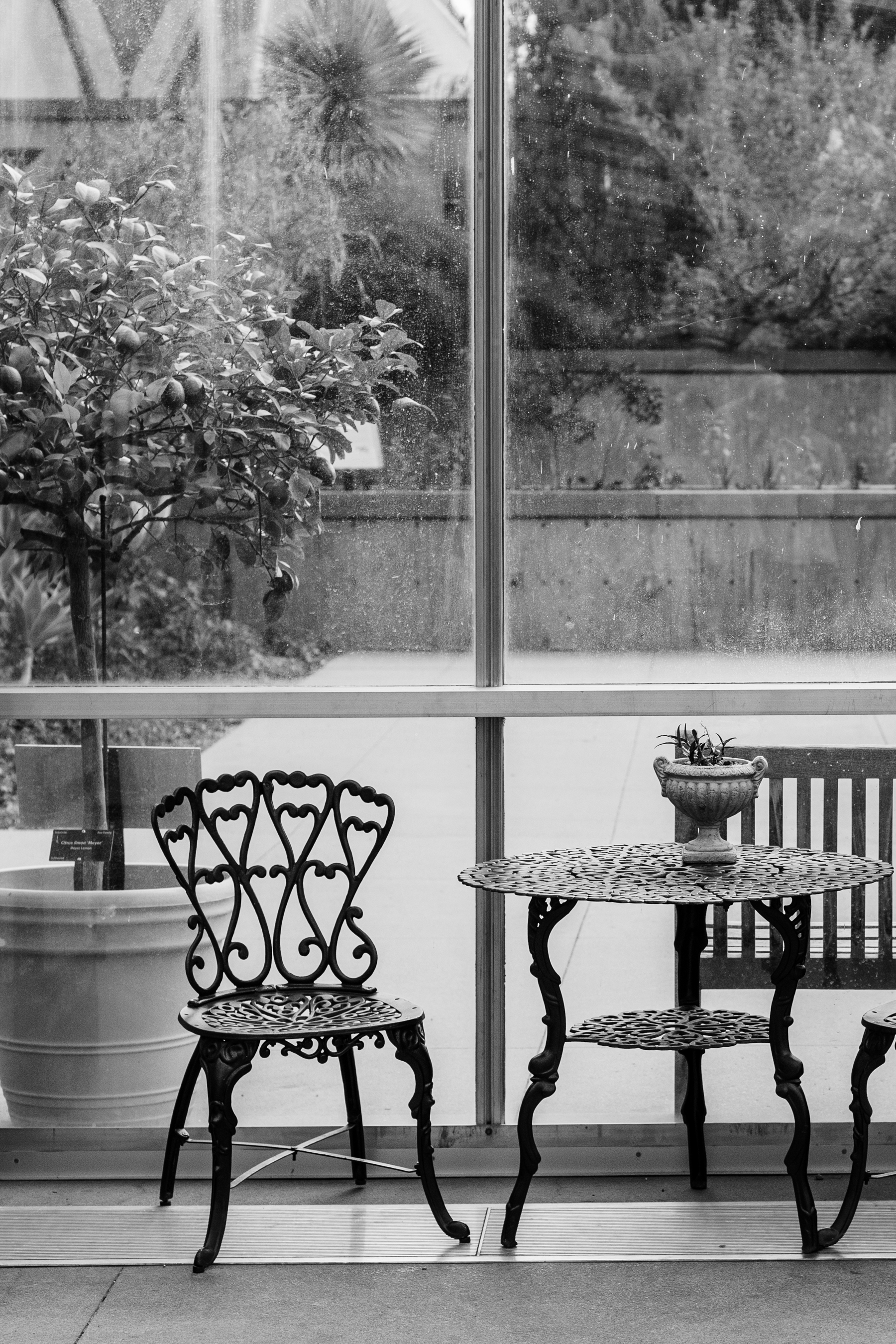 Black and white cafe set in a greenhouse photographic print by photographer Brenda Landrum of Colorado